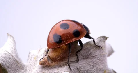 Bee eggs parasitized by ladybugs. Video stock 295916220