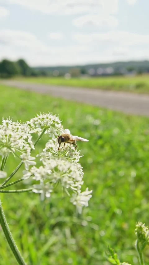 A bee elegantly pollinates white flowers in a vibrant green field, showcasing Stock Footage 310466335