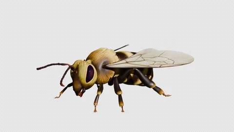 Bee Element Stock-Footage 305162342