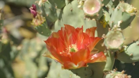 Bee emerges from cactus bloom and flies off slow motion Stock Footage 244396007