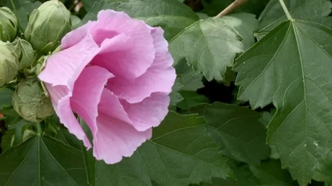 BEE EMERGES FROM A FLOWER Видео 70642078
