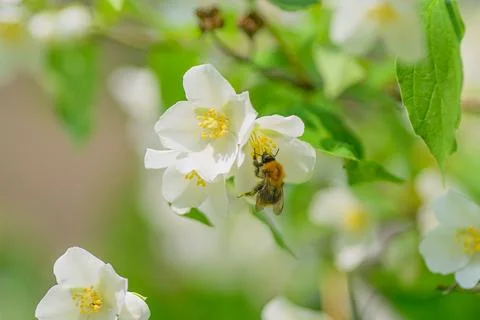 A Bee Engaged in Pollinating Beautiful White Flowers in a Lovely Spring Garden S Stock Photos