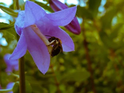 Bee is engaged in pollination and collection of nectar from the flower bell Stock Photos