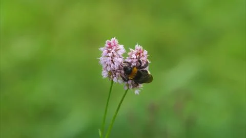 A Bee Engaging in the Vital Process of Pollinating Beautiful Pink Flowers Found Stock Photos