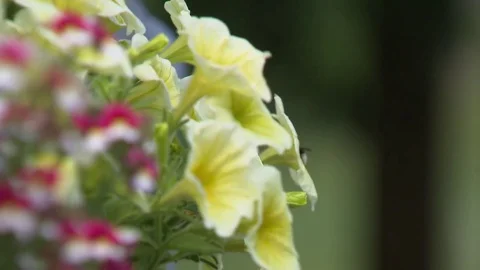 Bee enjoying flower blossoms Close Up Stock Footage 78089720
