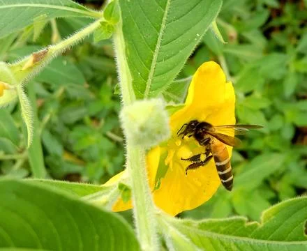 A bee is enjoying flower nectar Stock Photos
