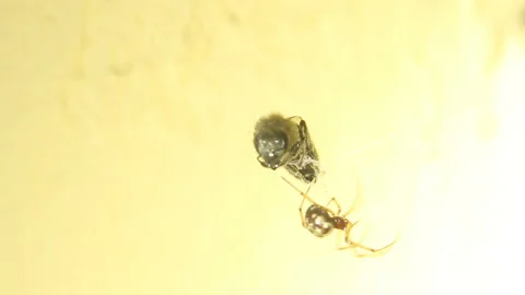 Bee entangled in cobweb Stock Footage 90008221