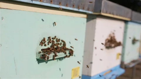 Bee entering the hives - medium shot Stock Footage 79765118