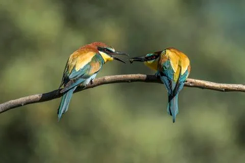 Bee-ester, merops apiaster Stock Photos