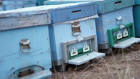 Bee evidence is arranged in rows in an apiary in a forest Video stock 118657771