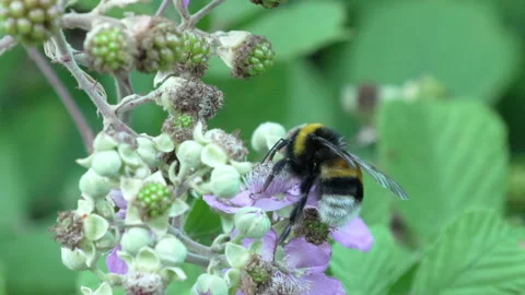 Bee explores soft pink berry flower, slow motion Stock Footage 346723771