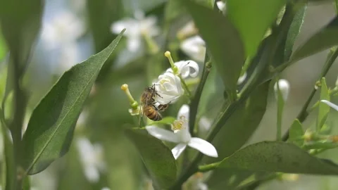 Bee exploring lemon flowers on citrus farm during spring Stock Footage 255686041
