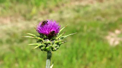  	Bee exploring the purple stamens of a thistle flower. Stock Footage 109540242