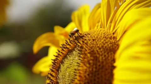 Bee Exploring Sunflower - CU Stock Footage 12448970