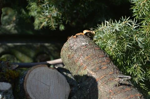 Bee exploring a tree branch among lush green foliage in afternoon sunlight Stock Photos