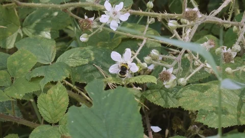 Bee exploring white flowers Stock Footage 112962710
