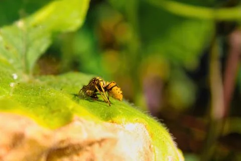 Bee in extermination. Dead bee, conceptual image about pesticides and environ Stock Photos