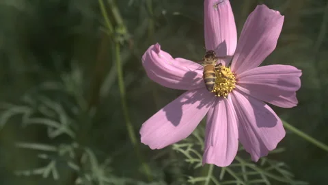 Bee extracting nectar from garden cosmos. Stock Footage 265522289