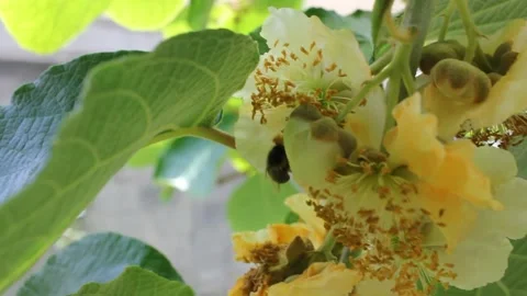 Bee extracting pollen from the flowers of a kiwi tree Stock Footage 243108361