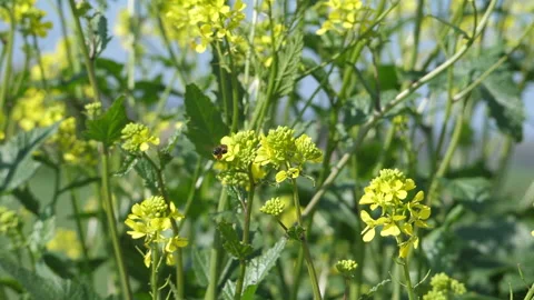 Bee extracting pollen from the flowers slow motion Stock Footage 128549280