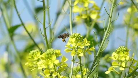 Bee extracting pollen from the flowers slow motion Stock Footage 128549287