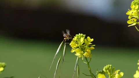 Bee extracting pollen from the flowers slow motion Stock Footage 128549288