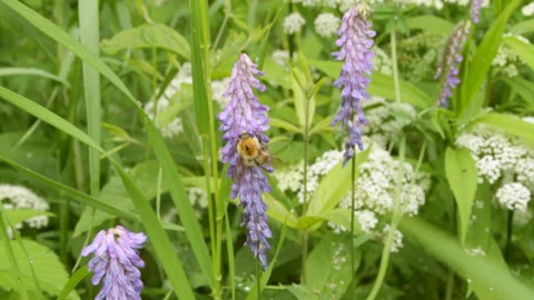 Bee extracts honey Stock Footage 145468660