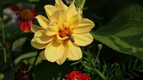 Bee extracts nectar from yellow dahlia. Stock Footage 244940852