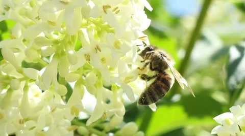 Bee Extracts Pollen Stock Footage 51015855