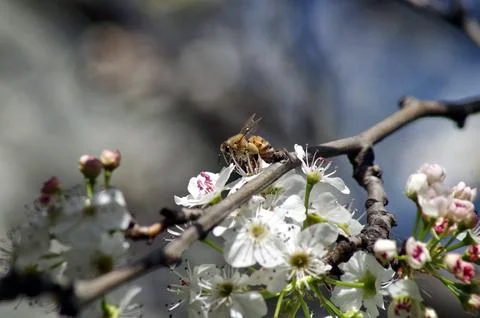 A bee extreme macro 스톡 사진