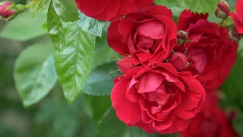 Bee falling of rose in slow motion 動画素材 78005118