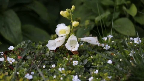 Bee Falls Out of Flower Video stock 116116716