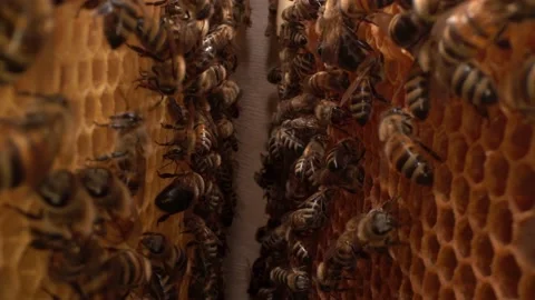 Bee family macro. Inside a beehive. A honeycomb close up, a honey bee colony Video stock 166265276
