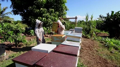 Bee Farm Apiary Bee Hives Honey Bees Video stock 71745676