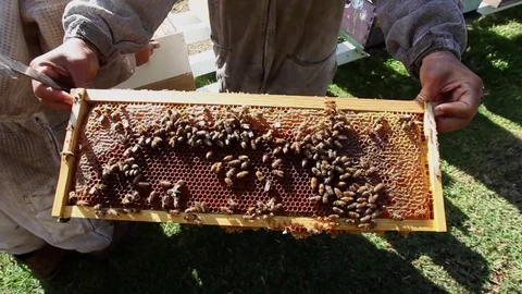 Bee Farm Apiary Bee Hives Honey Bees Stock Footage 71745744