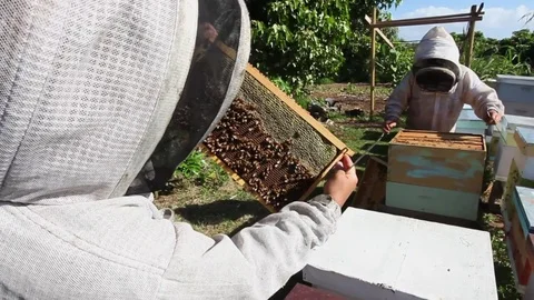 Bee Farm Apiary Bee Hives Honey Bees Stock Footage 71745874