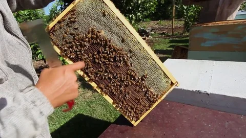 Bee Farm Apiary Bee Hives Honey Bees Queen Bee Worker Bees on honey comb. Stock-Footage 71749863