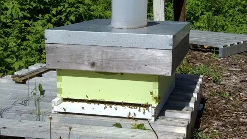 Bee farm apiary with bees flying in and out of a beehive 4K Stock Footage 132179897