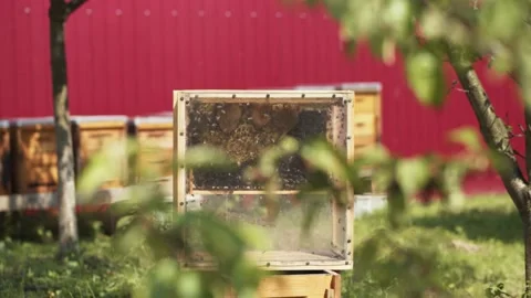 Bee farm. Beekeeping process. Beehive. Glass box with brood combs and swarm of Stock Footage 136136274