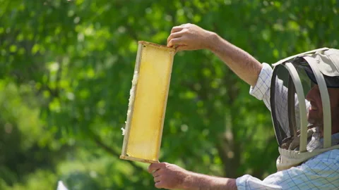 Bee farmer is holding half-filled honey comb in frame at the light. 스톡 동영상 168013751