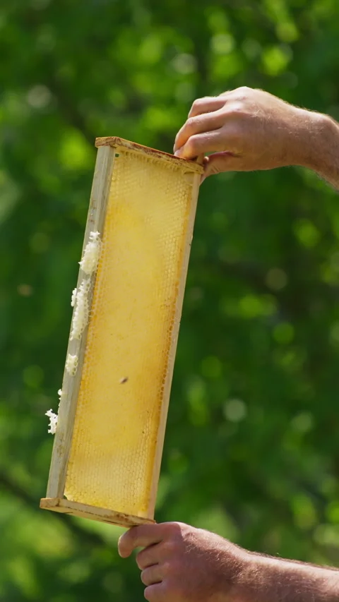 Bee farmer is holding half-filled honey comb in frame at the light. Man smi.. 스톡 동영상 267085807