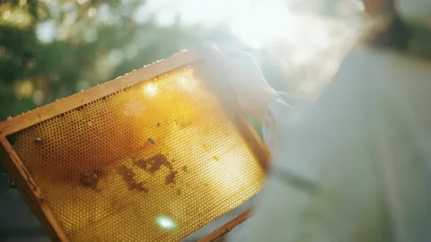 Bee farmer pulls the frame with bees from a hive. Stock Footage 224732207