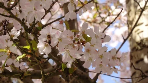 A bee feeding on blossom Video stock 105609699