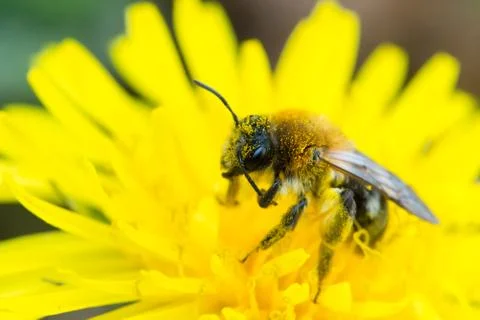 Bee feeding on dandelion Stock Photos