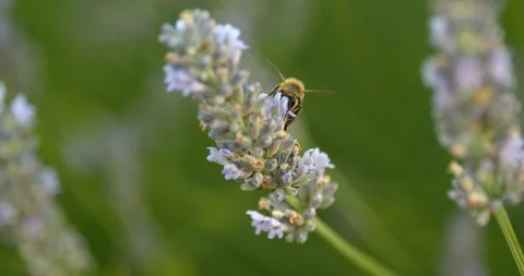 Bee feeding on flower Stock Footage 113145520
