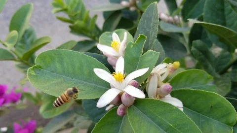 Bee Feeding on Flower Stock Footage 122658490