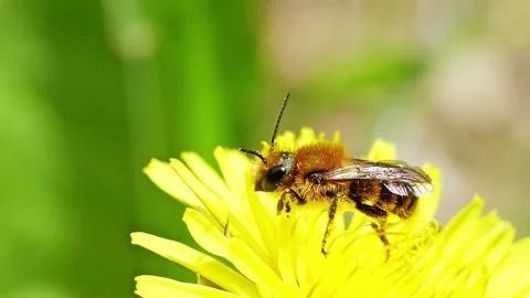 A bee feeding on a flower at spring closeup slow motion 스톡 동영상 296094025