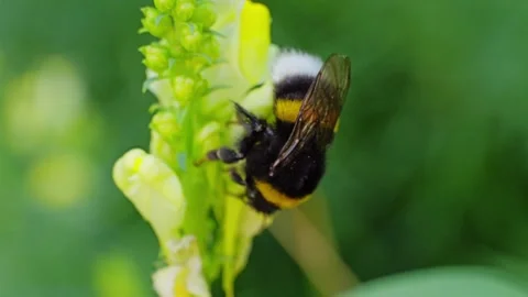A bee feeding on a flower at spring closeup slow motion 動画素材 296095872