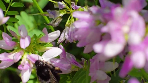 A bee feeding on a flower at spring closeup slow motion 스톡 동영상 296098206