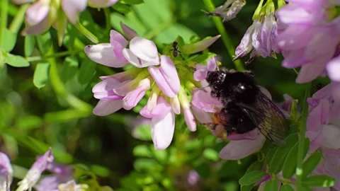 A bee feeding on a flower at spring closeup slow motion 스톡 동영상 296098230
